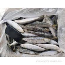 المواد الخام المجمدة جولة BQF Sardinella Aurita